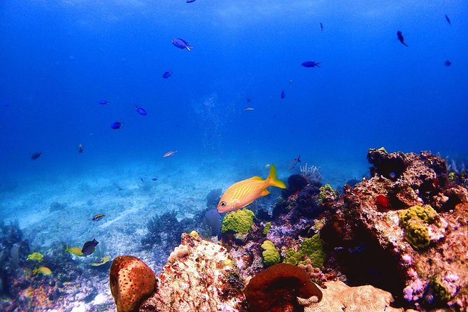 SPECIAL! Snorkel at MUSA - The Underwater Museum Reservation - Why MUSA and Manchones work well together