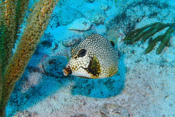 SPECIAL! Snorkel at MUSA - The Underwater Museum Reservation - What happens at MUSA