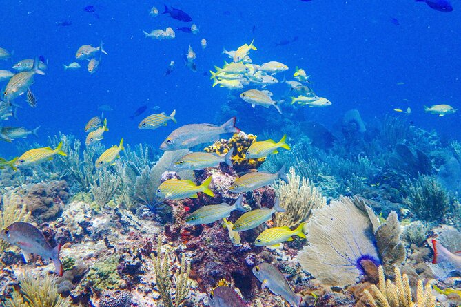 SPECIAL! Snorkel at MUSA - The Underwater Museum Reservation - What makes Manchones Reef different