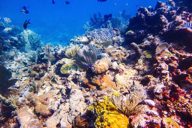 SPECIAL! Snorkel at MUSA - The Underwater Museum Reservation - Is $55 a fair price?
