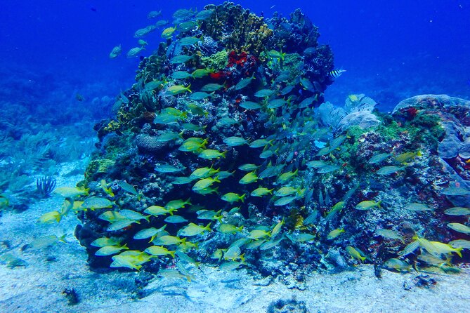 SPECIAL! Snorkel at MUSA - The Underwater Museum Reservation - Who will enjoy this most