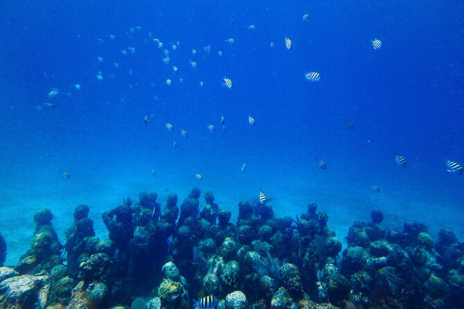 SPECIAL! Snorkel at MUSA - The Underwater Museum Reservation - Tips for getting more from the three and a half hours