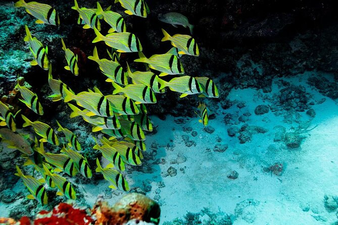 Starfish, Stingrays and the Turtle Sanctuary Snorkel Tour - Key points to know before booking