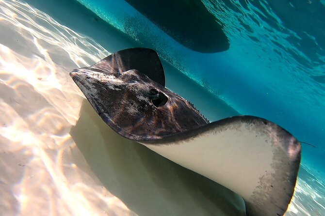 Starfish, Stingrays and the Turtle Sanctuary Snorkel Tour - Stingray shallows and the included snack