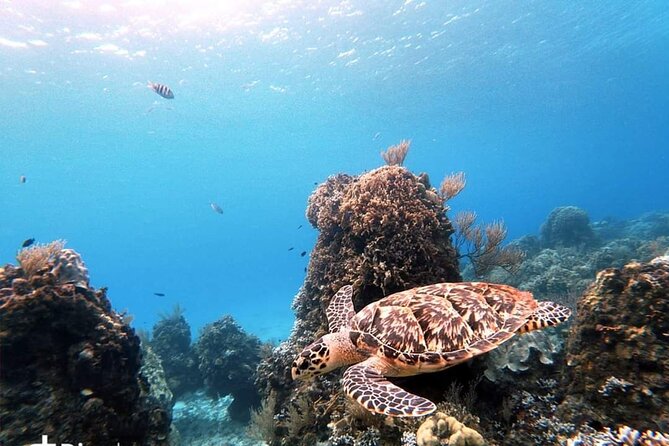 Starfish, Stingrays and the Turtle Sanctuary Snorkel Tour - The $59 price and what it really covers