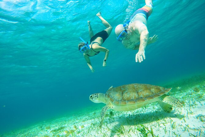 Starfish, Stingrays and the Turtle Sanctuary Snorkel Tour - Finding Marina Cozumel ASIPONA