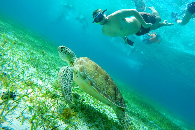 Starfish, Stingrays and the Turtle Sanctuary Snorkel Tour - El Cielo, where starfish replace the usual reef scenery