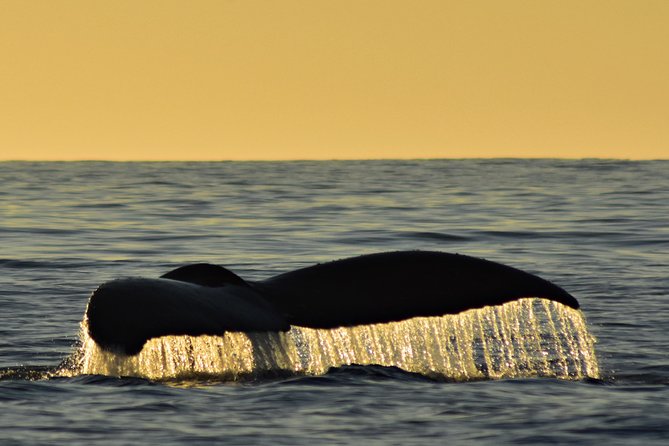 Sunset Whale Cruise in Cabo San Lucas - Meeting the boat at CaboTrek Hotel Tesoro