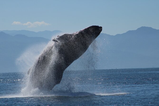 Sunsets and Whales Mega Yachts ALL INCLUSIVE: Puerto Vallarta - Boarding at Puerto Magico