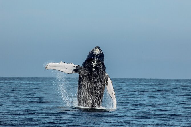 Sunsets and Whales Mega Yachts ALL INCLUSIVE: Puerto Vallarta - Food and drink for the $80 price