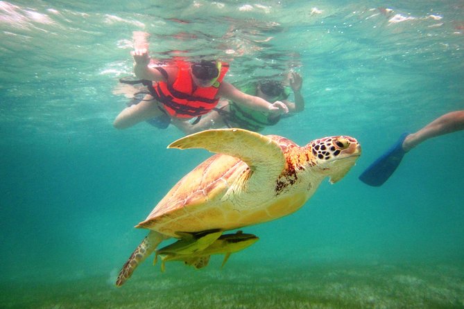 Swim with sea turtles - What the 1-hour-15-minute outing feels like