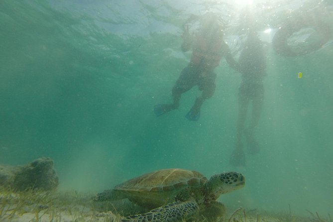 Swim with sea turtles - Timing, arrival, and what to bring