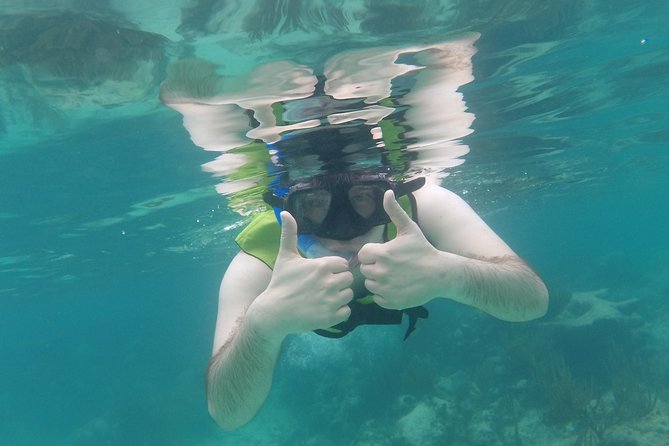 Swim with sea turtles - The $45 price and what it covers