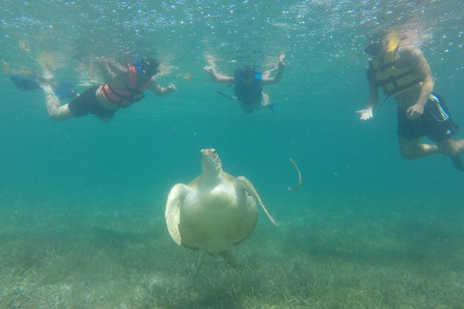 Swim with sea turtles - Families, beginners, couples, and solo swimmers