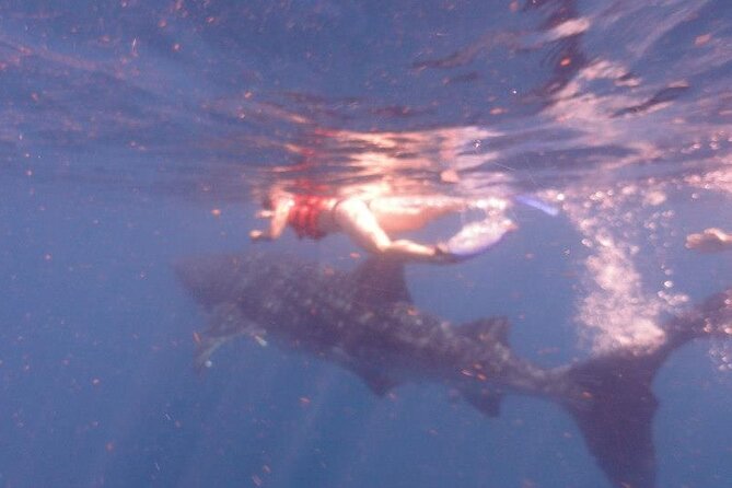 Swim with Whale Shark from Isla Mujeres and Cancun - Starting with coffee, bread, and a short walk