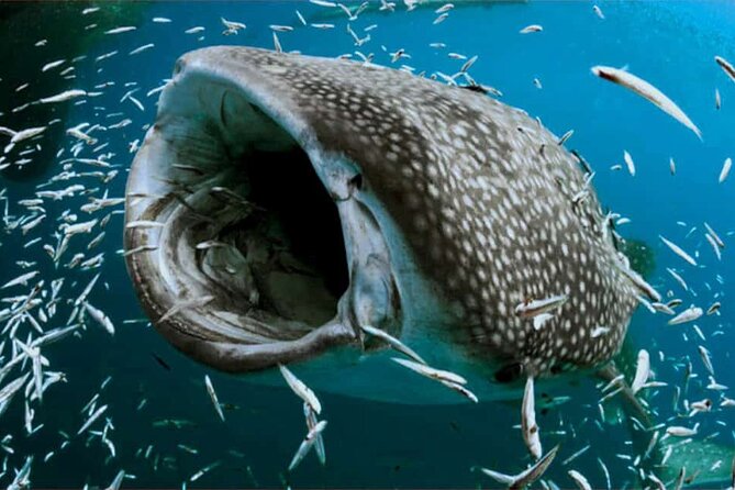Swim with Whale Shark from Isla Mujeres and Cancun - What the open-water encounter is really like