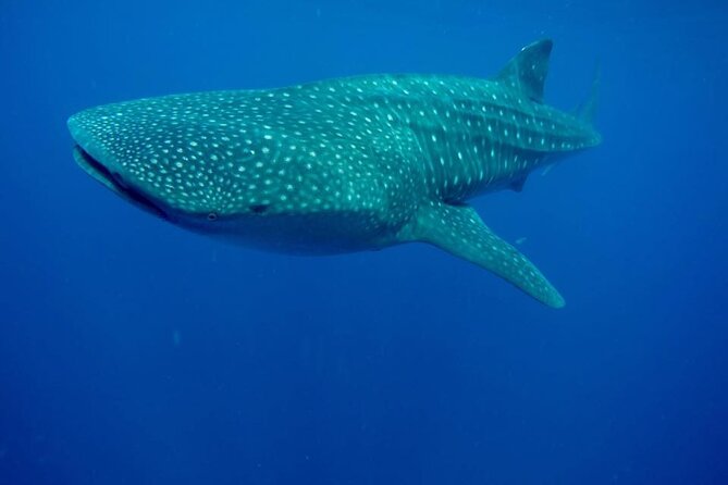 Swim with Whale Shark from Isla Mujeres and Cancun - Snacks, drinks, and the return toward Isla Mujeres