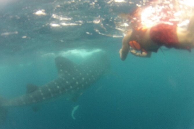 Swim with Whale Shark from Isla Mujeres and Cancun - Reef snorkeling before lunch