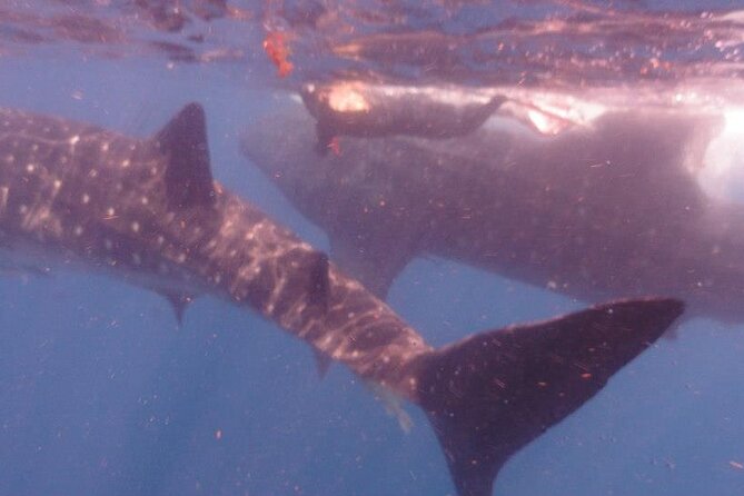Swim with Whale Shark from Isla Mujeres and Cancun - North Beach ceviche in the shallow water