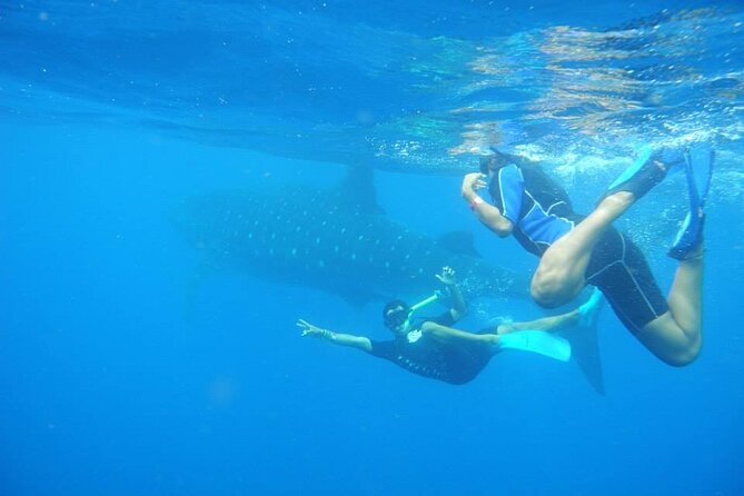 Swim with Whale Shark from Isla Mujeres and Cancun - Is $161.30 a fair price?