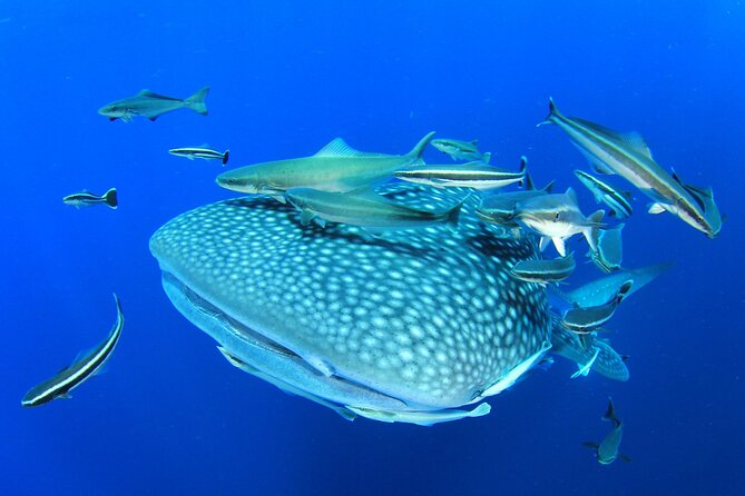 Swim with Whale Shark from Isla Mujeres and Cancun - The 45-minute run to the whale sharks
