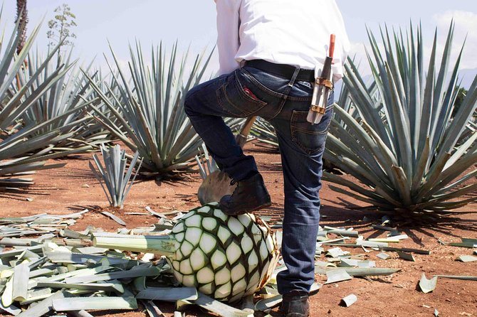 Tequila distillery experience, Jose Cuervo & Tequila Magic Town - Timing, transport, and group size