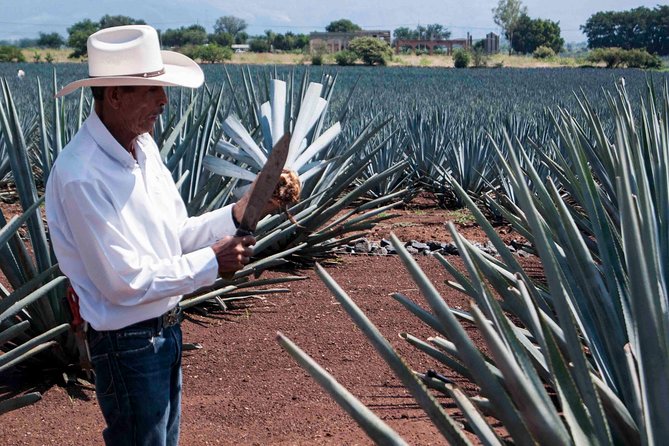 Tequila distillery experience, Jose Cuervo & Tequila Magic Town - Is $79.80 a fair price?