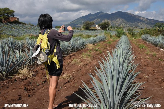 Tequila Route Experience from Guadalajara - The Jose Cuervo fields and the UNESCO setting