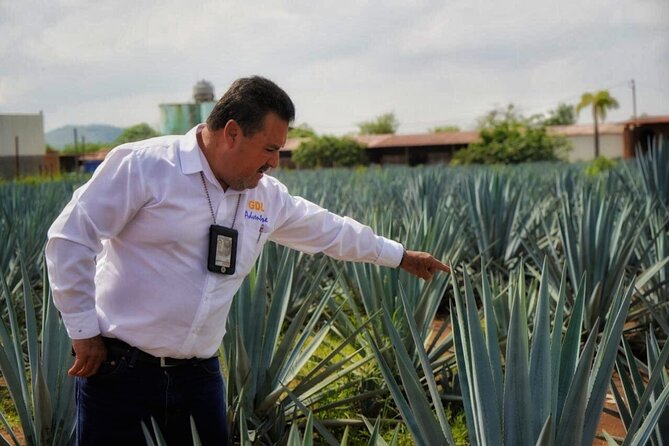 Tequila Tour - From Guadalajara to the blue agave fields