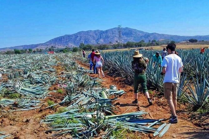 Tequila Tour - Selecto de Amatitán and tequila production up close
