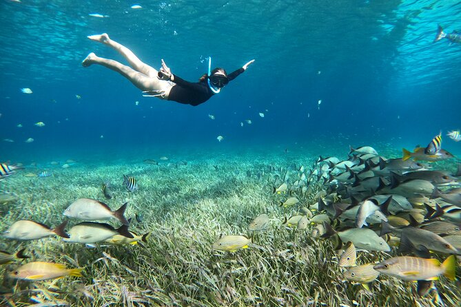 The Cozumel Turtle Sanctuary Snorkel Tour - Cielito, snacks, and the return at sunset