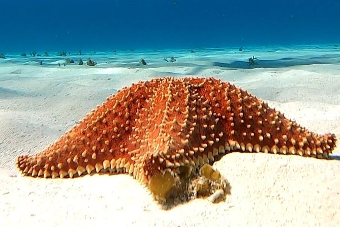 The Cozumel Turtle Sanctuary Snorkel Tour - Timing, safety, and the points I would watch closely