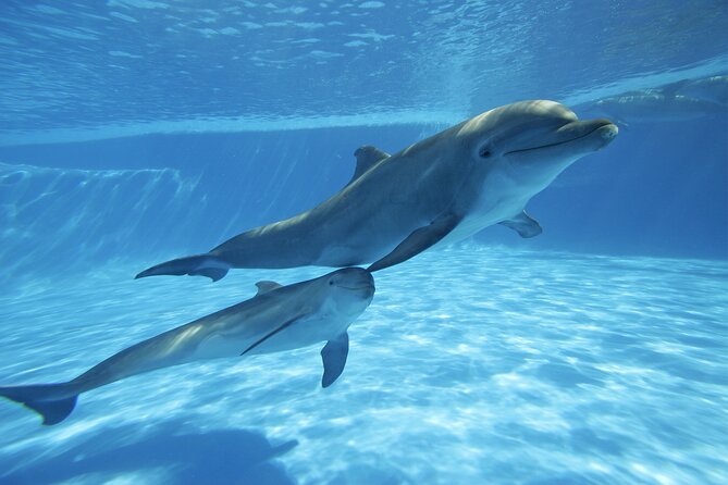 The only Natural Space Dolphin Encounter in Cabo Optional Pickup! - Meeting a Cabo dolphin in a controlled setting