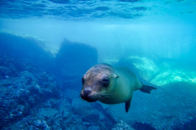 The only Natural Space Dolphin Encounter in Cabo Optional Pickup! - Guides, safety, and the human side of the experience