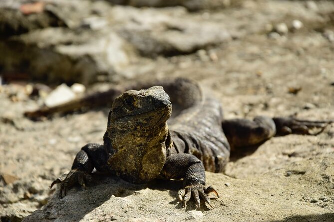 Tulum Ruins, Turtles in Akumal and Cenote tour - Akumal Bay and the turtle snorkel