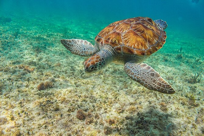 Tulum, Snorkeling with Sea Turtles, Cenote and Beachside Lunch - Akumal Beach: memorable turtles, crowded water