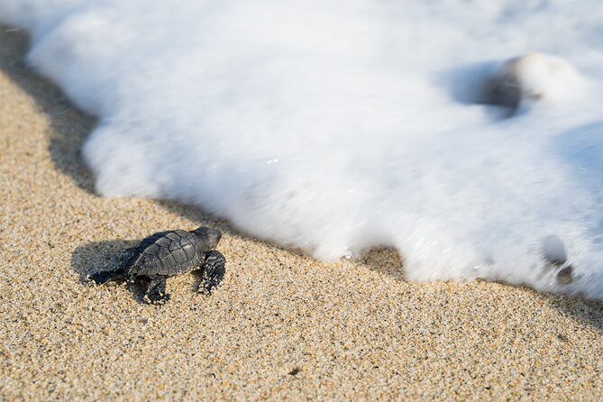 Turtle Release Escobilla Sanctuary and crocs in Ventanilla. - Key points to know before you book
