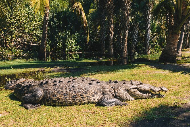 Turtle Release Escobilla Sanctuary and crocs in Ventanilla. - Why this Huatulco nature trip is worth your time
