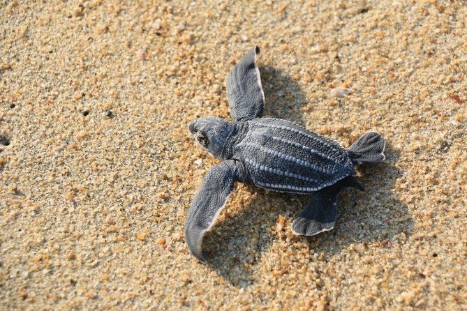 Turtle Release Escobilla Sanctuary and crocs in Ventanilla. - The long road from Huatulco