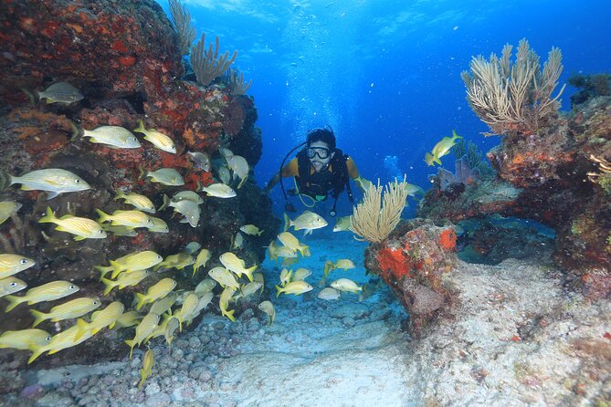Two Tanks Scuba Diving for Beginners in Cancun - Why the small group can change the morning