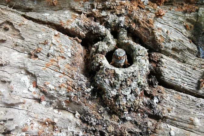Valladolid Mayan Bees Tour with Lunch or breakfast and Honey Tasting - Key points at a glance