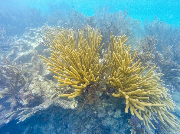 Viator Exclusive: Tulum Ruins, Reef Snorkeling, Cenote and Caves - Lunch, water, photos, and extra costs