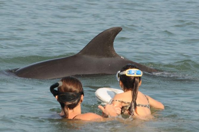 Watch and Swim with Dolphins in the Wild - A wild dolphin encounter, not a marine park show