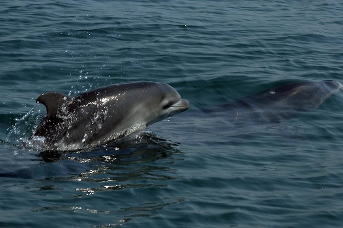 Watch and Swim with Dolphins in the Wild - What the boat ride is really like