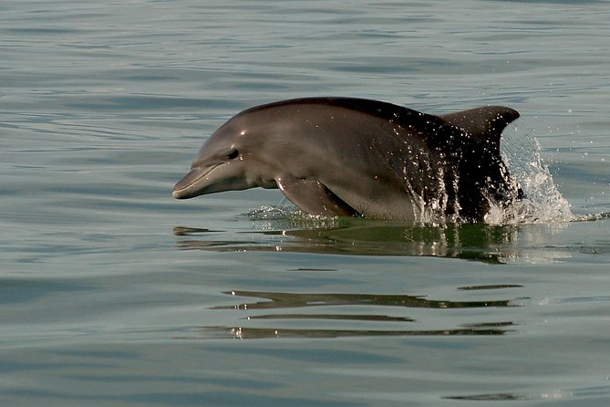 Watch and Swim with Dolphins in the Wild - Why the conservation approach matters
