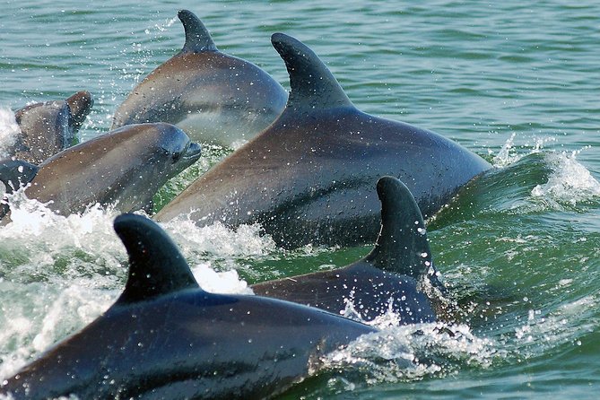Watch and Swim with Dolphins in the Wild - The briefing with a biologist guide