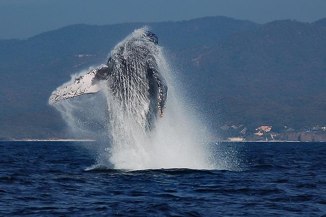 Whale and Dolphin Watching with a Biologist in Puerto Vallarta - Why this Puerto Vallarta whale tour feels different