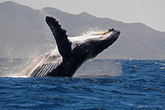 Whale and Dolphin Watching with a Biologist in Puerto Vallarta - The first hour: searching the bay