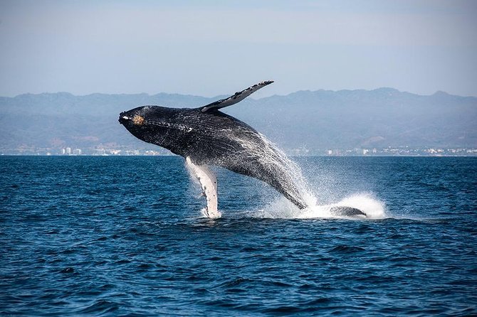 Whale and Dolphin Watching with a Biologist in Puerto Vallarta - Four hours on a small covered boat
