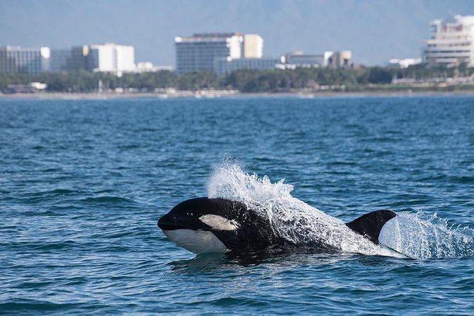 Whale and Dolphin Watching with a Biologist in Puerto Vallarta - What you get for $105